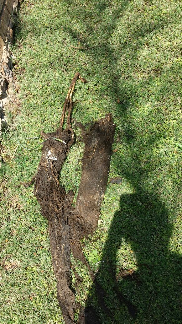 Blocked drains